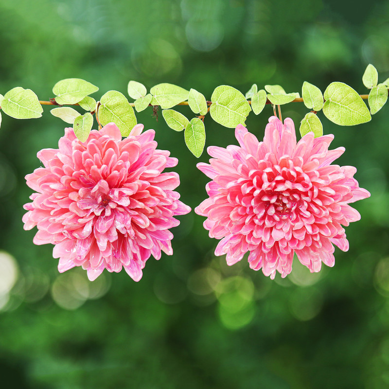 22k Gold-Accented Pink Chrysanthemum Flower Dangle Earrings, "Happy Hot Pink"
